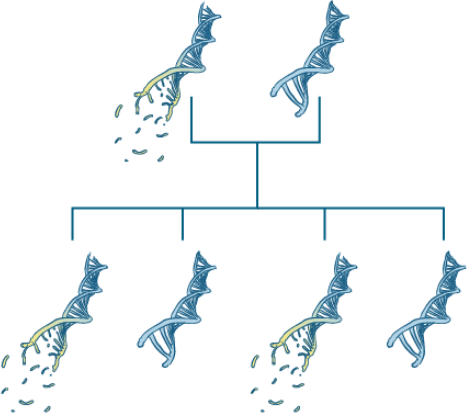 ATTR-Amyloidose durch Mutation im Transthyretin-Gen